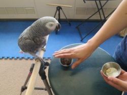 African Grey parrots for sale
