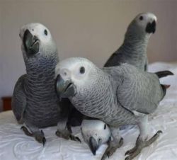 African Grey parrots and eggs for sale