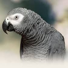 grey African parrot male