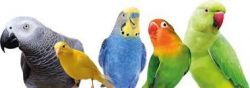 varied species of parrots and parrots eggs for sale