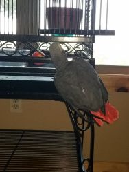 Looking for Congo African Grey Parrot