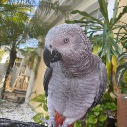 Adorable african grey Parrots