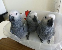 Baby Hand Reared African Greys ready