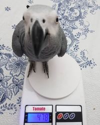 African grey Parrots for Sale