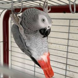 Male and female African grey for sale