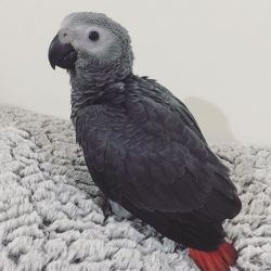 Male and female African Grey Parrots for re-homing