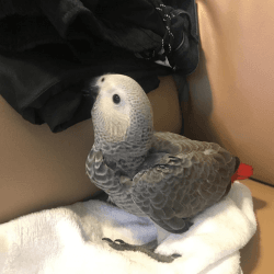 female African Gray Parrot
