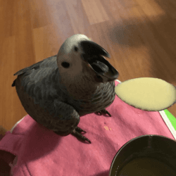 Hand fed African grey parrot available