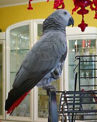 African gray Parrots for sale
