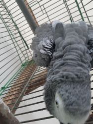 Young adorable African grey parrot