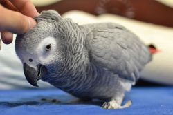 Cute African Grey parrots Available +1(8xx) xx4-2xx9