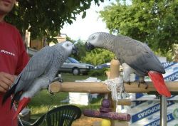 Re Congo Grey parrots
