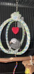 Male African Grey Timneh 1.5 years old