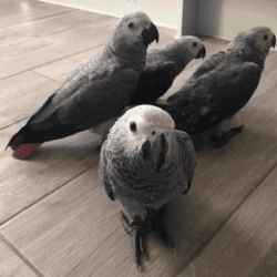 African gray parrots for sale Text Us At. xxx-xxx-xxxx