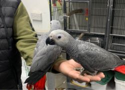 African Grey Parrots Very Tame Brill Talk Cage