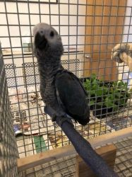 Tame African Grey
