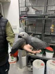African grey parrots for your family now