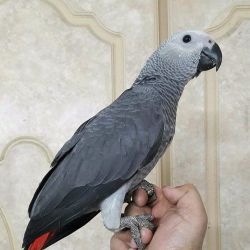 Outstanding Africa gray parrot