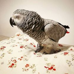 Home raised African grey parrot for adoption
