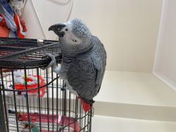 Male African Grey named Charlie