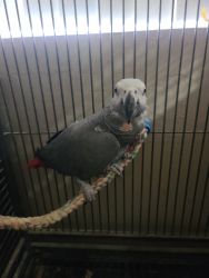Male African Grey