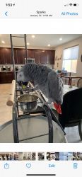 female African grey for sale