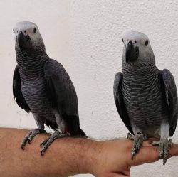 Stunning African grey parrot
