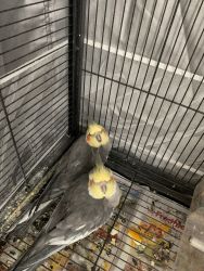 this birds for sale it’s called cockatiel. please contact me if you ha