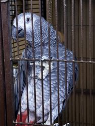 Rehoming African Grey