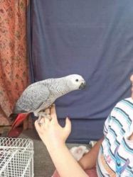 MALE AFRICAN GREY PARROT
