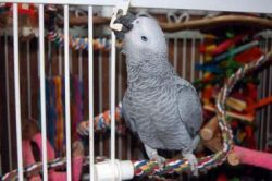 beautiful brass cage for conures, african grey