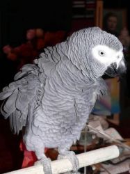 african Grey looking for new home