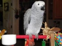 african grey with HUGE vocabulary