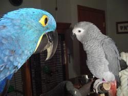 Sweet Male African Grey Parrot