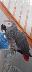 LOOKING for Grey, Macaw, Eclectus or Amazon