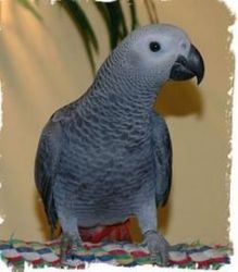 African Grey Parrots! for Vals Day