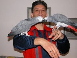 paired African grey parrots