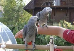DNA Male And Female Congo African Grey Parrots