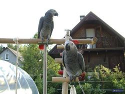 Adorable african grey parrots for ready to go now
