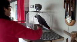 taLKING african grey parrots for adoption