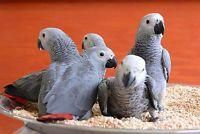 Baby African Grey Parrots For Sale
