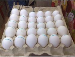 Parrots Birds And Fresh Laid Fertile Eggs For Sale