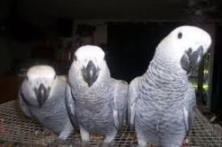 Trained African grey parrots for sale