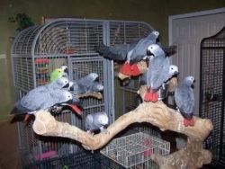 African Gray,macow,parrots Eggs Avail