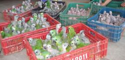 Parrots and fertilized eggs for sale