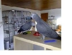 Grey Parrots for sale..