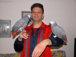 Stunning Male African Grey parrot for sale