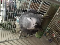 African Grey Parrot With Cage
