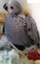 African Gray Parrots are ready