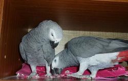 male and female african grey parrots